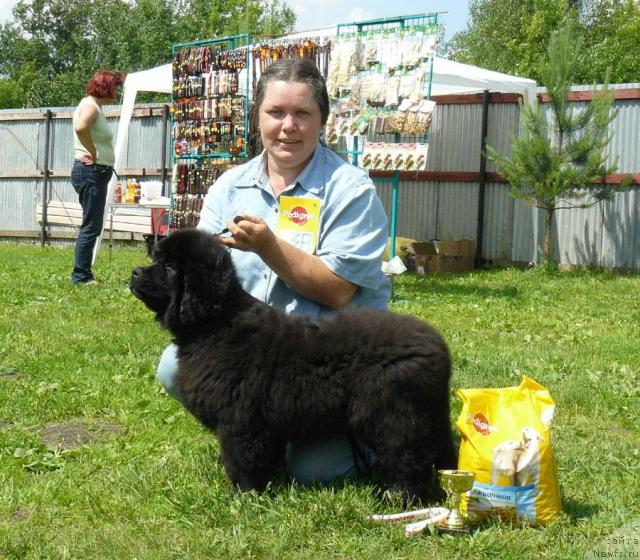 Фото: ньюфаундленд Пчёлкин Дом Дикая Орхидея (Pchiolkin Dom Dikaya Orhideya), Елена Пушкарева