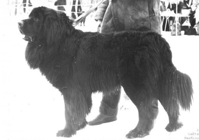 Фото: ньюфаундленд Иф Мирт Фаро