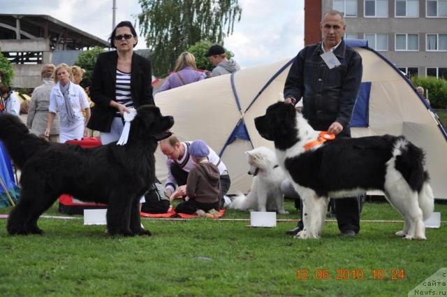 Фото: ньюфаундленд Duty Free of Apachee's Home, ньюфаундленд Zidan Clark Zvezdnij Dar