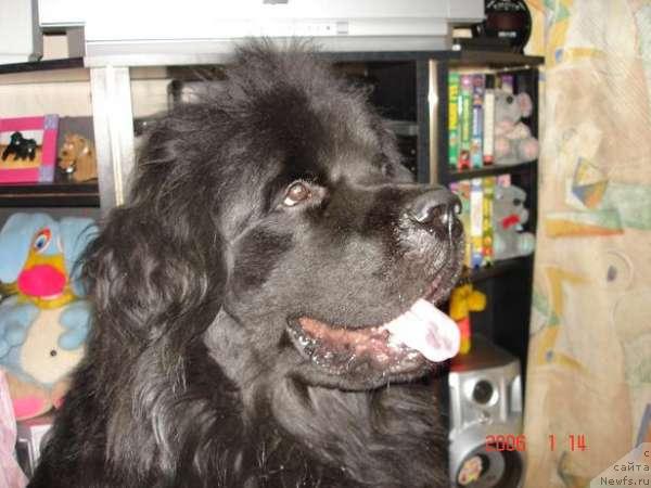 Фото: ньюфаундленд Маг Исполин Дионис