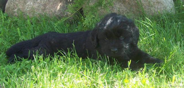 Фото: ньюфаундленд Царица Ночи