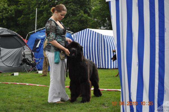 Фото: ньюфаундленд Zara Clark Zvezdnij Dar