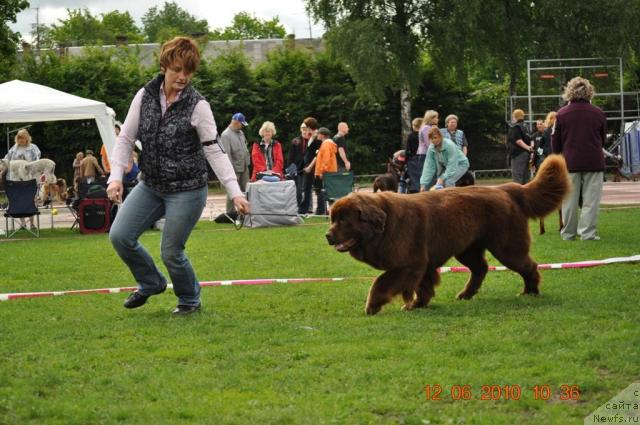 Фото: ньюфаундленд Black Imp Elfas Eiwaz