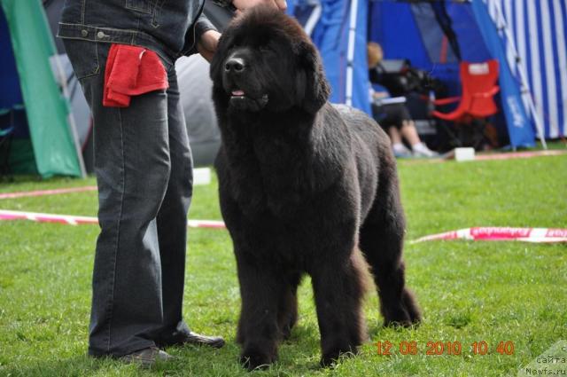 Фото: ньюфаундленд Звезда Ростова с Берега Дона (Zvezda Rostova s Berega Dona)