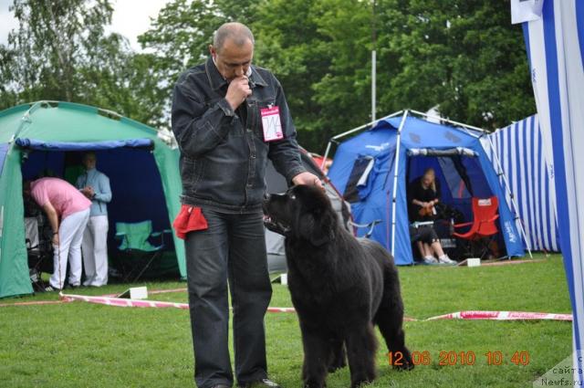 Фото: ньюфаундленд Звезда Ростова с Берега Дона (Zvezda Rostova s Berega Dona)