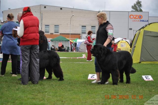 Фото: ньюфаундленд Black Imp Hot Head Hooligan