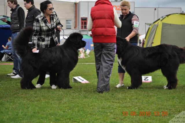 Фото: ньюфаундленд Duty Free of Apachee's Home, ньюфаундленд Питерньюф Жгучий Поцелуй (Piternyuf Zhguchiy Potseluy)