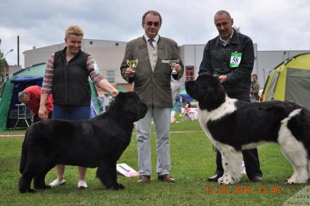 Фото: ньюфаундленд Звезда Ростова с Берега Дона (Zvezda Rostova s Berega Dona), ньюфаундленд Zidan Clark Zvezdnij Dar