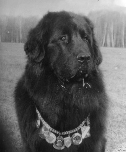 Фото: ньюфаундленд Крис Лель Хаджар