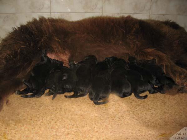 Фото: ньюфаундленд Ёка Она с Берега Дона (Joka Ona s Berega Dona)