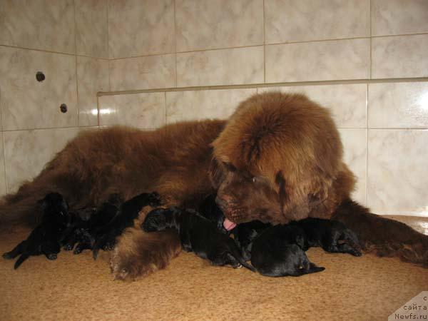 Фото: ньюфаундленд Ёка Она с Берега Дона (Joka Ona s Berega Dona)