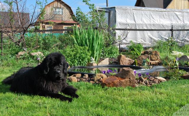 Фото: ньюфаундленд Формула Любви от Сибирского Медведя