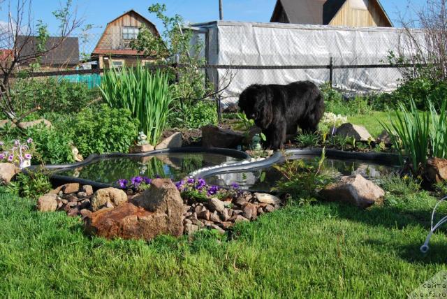 Фото: ньюфаундленд Формула Любви от Сибирского Медведя