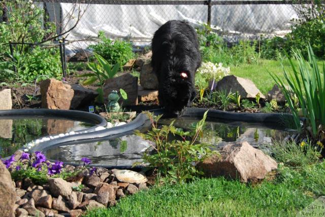 Фото: ньюфаундленд Формула Любви от Сибирского Медведя