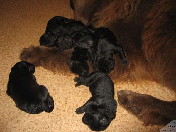 Фото: ньюфаундленд Ёка Она с Берега Дона (Joka Ona s Berega Dona)