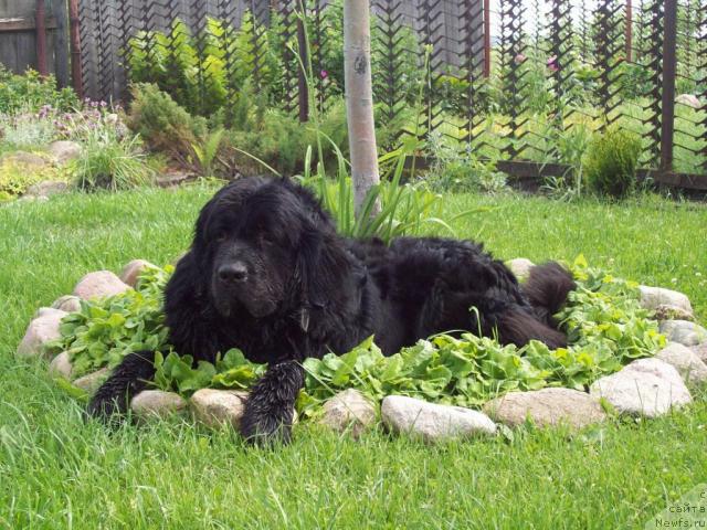 Фото: ньюфаундленд Лихой Казак