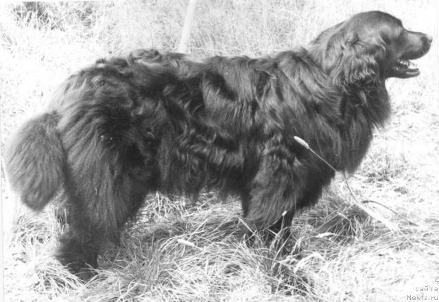 Фото: ньюфаундленд Гитсаг Тесси