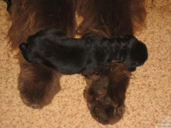 Фото: ньюфаундленд Ёка Она с Берега Дона (Joka Ona s Berega Dona)