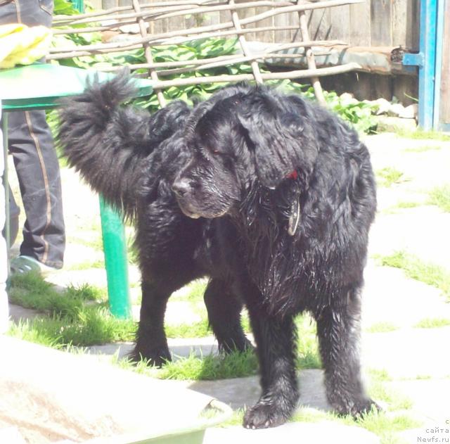 Фото: ньюфаундленд Лихой Казак