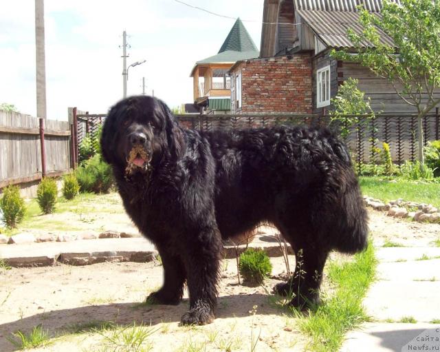 Фото: ньюфаундленд Лихой Казак