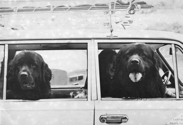 Фото: ньюфаундленд Валуй Бей, ньюфаундленд Басма