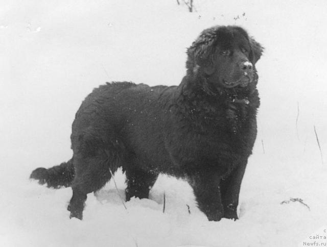 Фото: ньюфаундленд Дэби Дорси