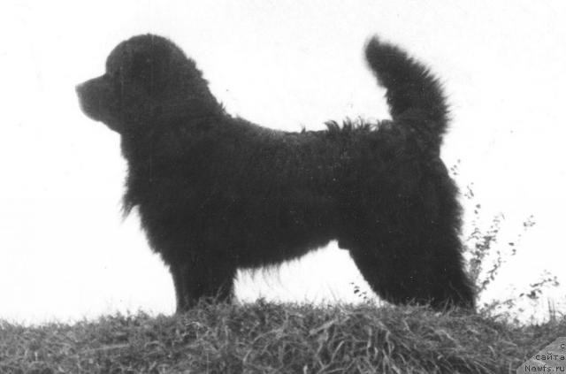 Фото: ньюфаундленд Флосер Макбет