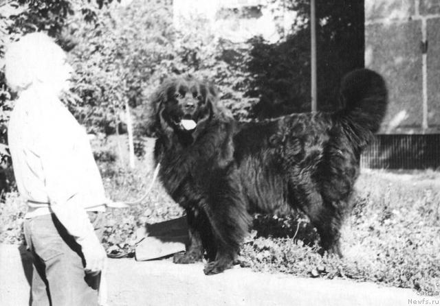 Фото: ньюфаундленд Линга Гери