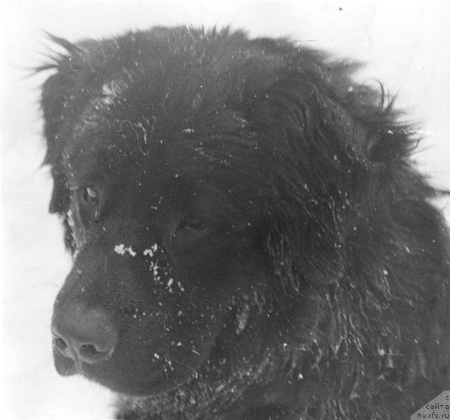 Фото: ньюфаундленд Топ Гери