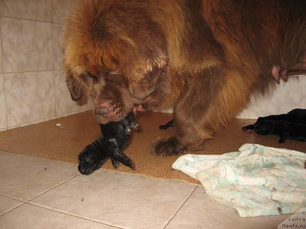 Фото: ньюфаундленд Ёка Она с Берега Дона (Joka Ona s Berega Dona)
