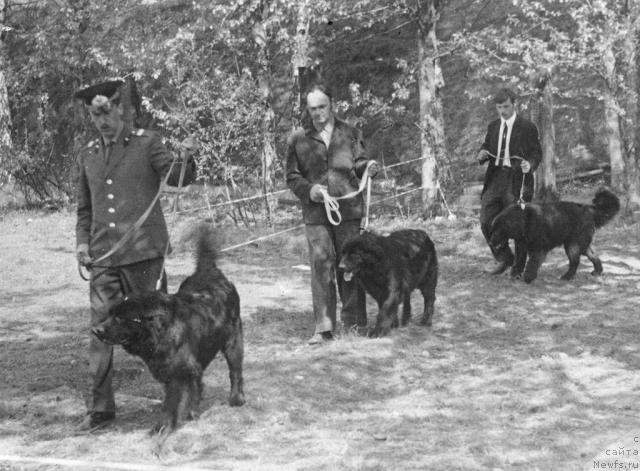 Фото: ньюфаундленд Топ Гери