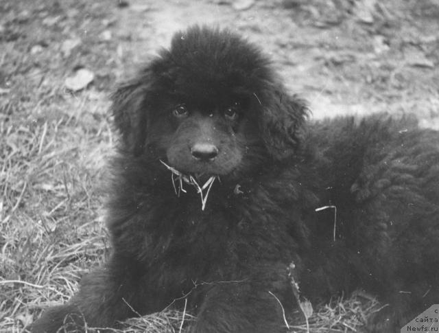 Фото: ньюфаундленд Гемос