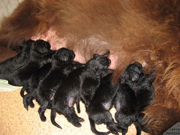 Фото: ньюфаундленд Ёка Она с Берега Дона (Joka Ona s Berega Dona)