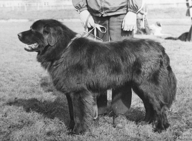 Фото: ньюфаундленд Гат Дейвис Джеймс