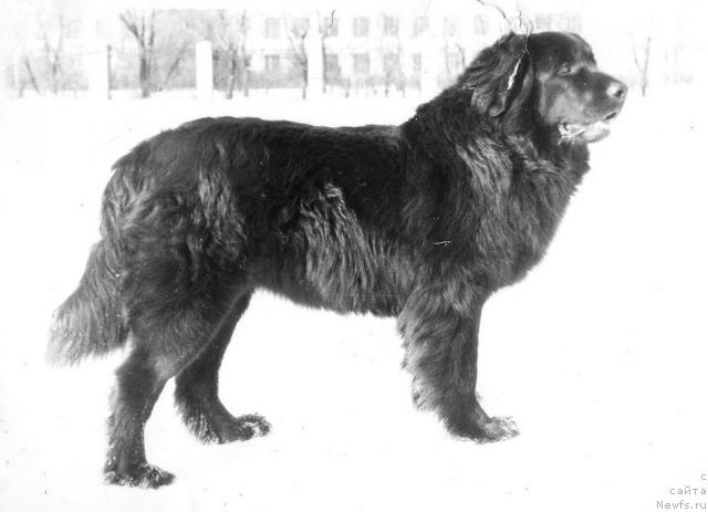 Фото: ньюфаундленд Ил Ют Уарда