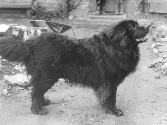 Фото: ньюфаундленд Ал Гитто Бурке