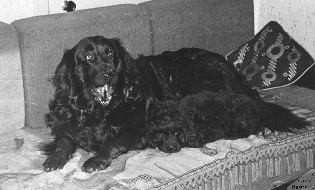 Фото: ньюфаундленд Зая Дарджи Бей, ньюфаундленд О'Лейзи Чеп