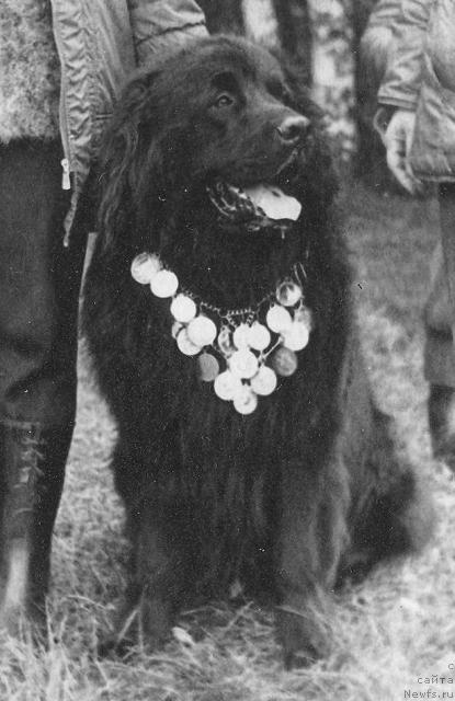 Фото: ньюфаундленд Фэд Гер Тай