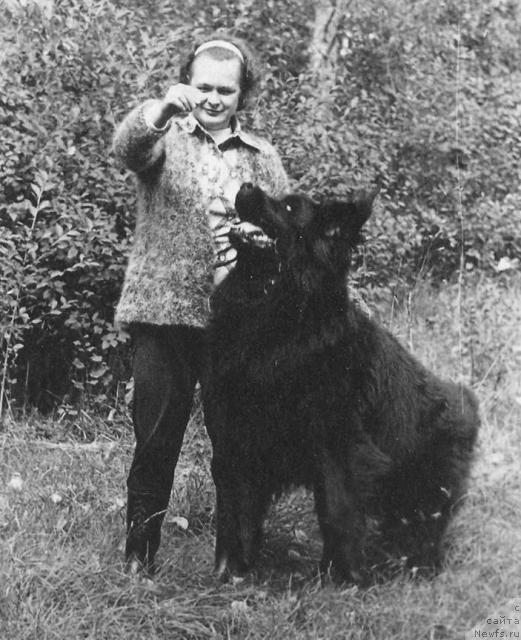 Фото: ньюфаундленд Фэд Гер Тай