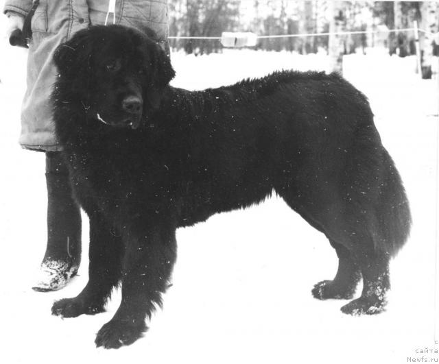 Фото: ньюфаундленд Мейджит Еки д'Оливье