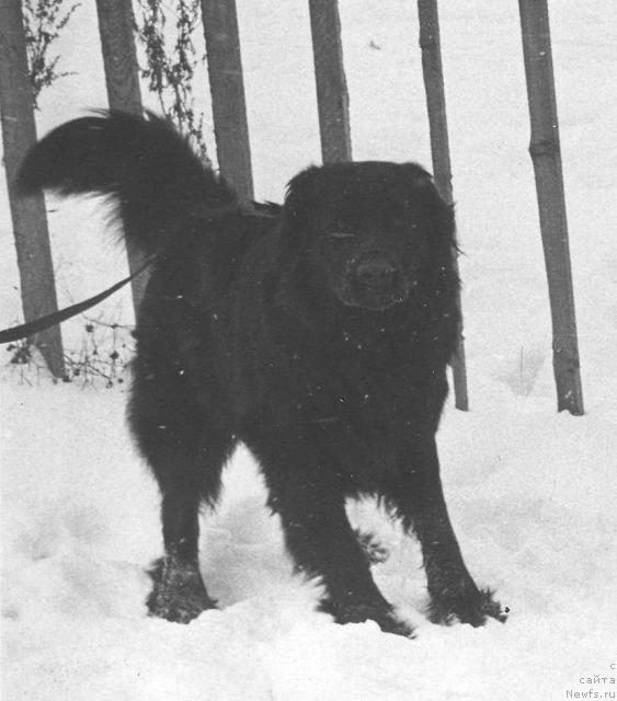 Фото: ньюфаундленд Берри Чан