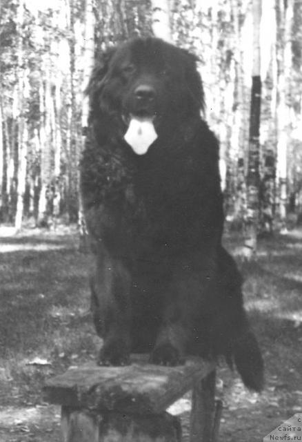 Фото: ньюфаундленд Рочег Ли Рена