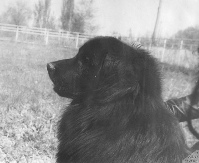 Фото: ньюфаундленд Джерри Ил