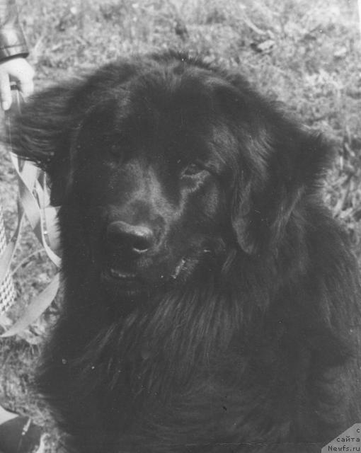 Фото: ньюфаундленд Джерри Ил