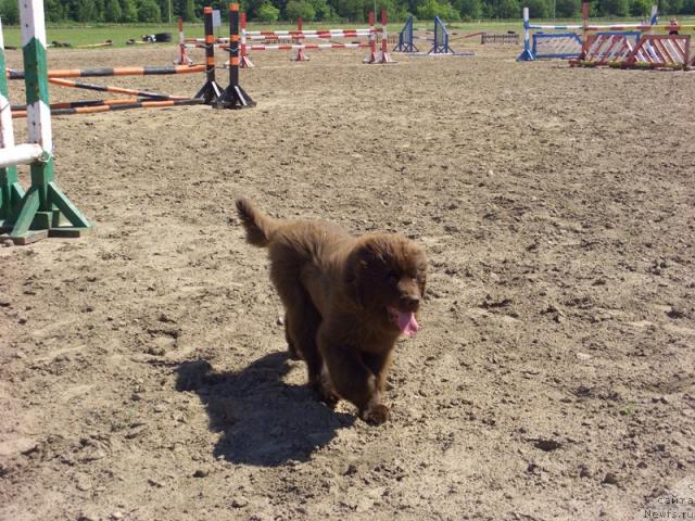 Фото: ньюфаундленд Бархатка Роскошная