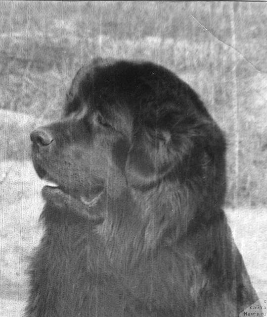 Фото: ньюфаундленд Ева Блэк