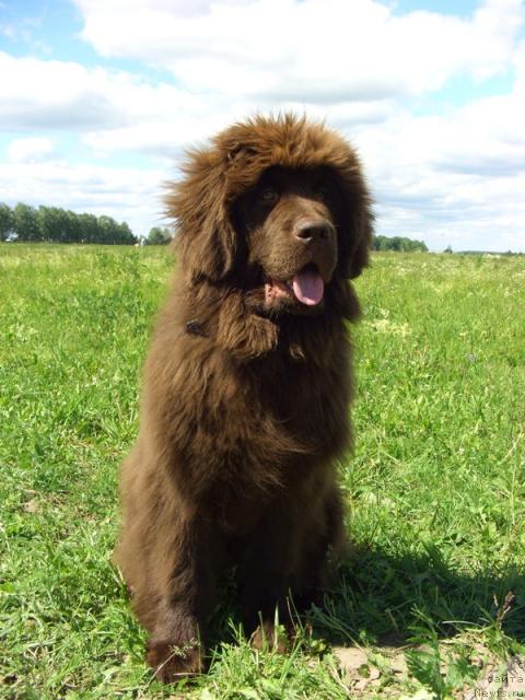 Фото: ньюфаундленд Бархатка Роскошная