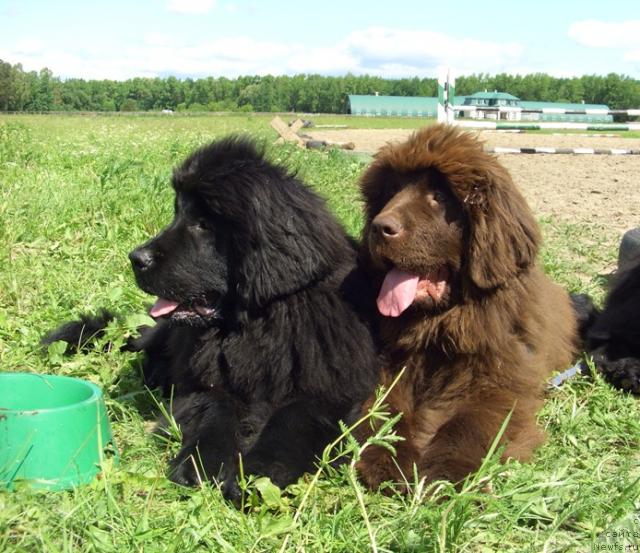 Фото: ньюфаундленд Бархатка Роскошная, ньюфаундленд Барышня