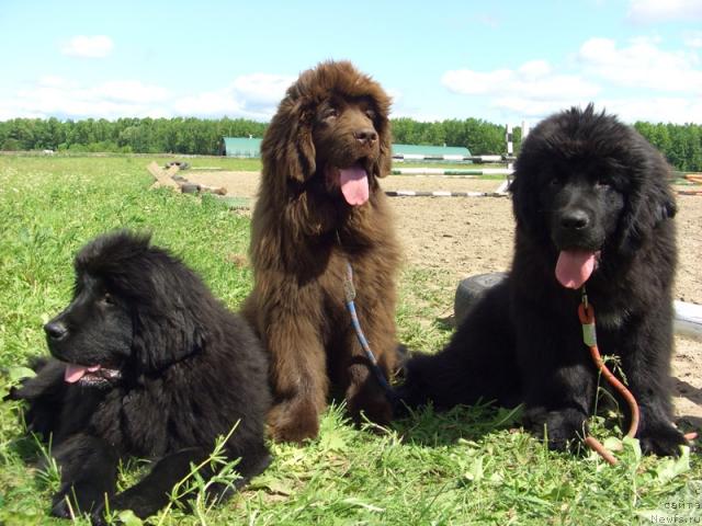 Фото: ньюфаундленд Барышня, ньюфаундленд Бархатка Роскошная, ньюфаундленд Бархатное Ушко