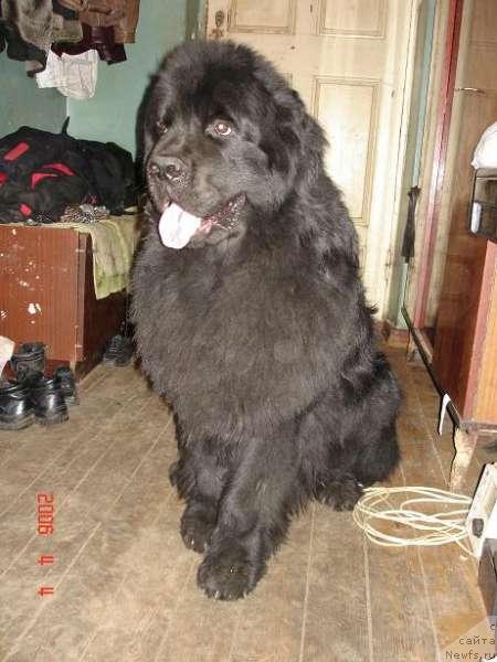 Фото: ньюфаундленд Маг Исполин Дионис